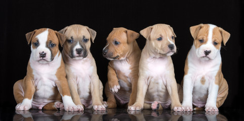 five adorable puppies posing on black