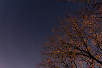 beautiful night sky, the Milky Way and the trees