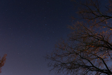 Obraz na płótnie Canvas beautiful night sky, the Milky Way and the trees