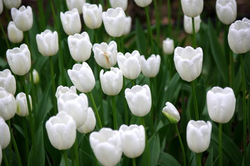 Białe tulipany
