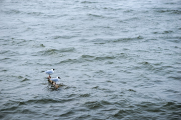 Two black headed gull standing on stones in the water and reflec