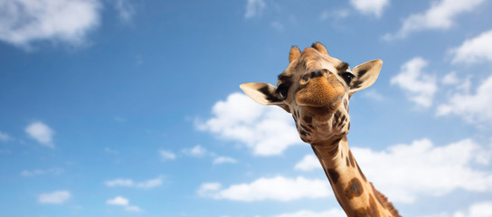 close up of giraffe head on white - obrazy, fototapety, plakaty