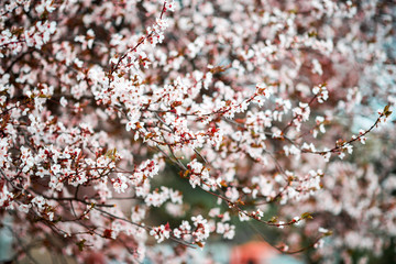 Sakura Flower or Cherry Blossom With Beautiful Nature Background