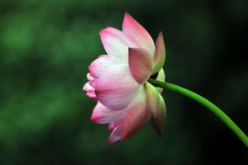 Fototapeta premium Blossom lotus flower