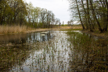 Fototapeta premium River in forest