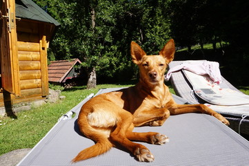 Hund mit gespitzen Ohren