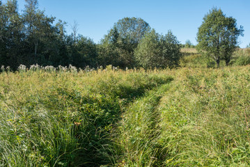 Country road on meadow with green grass and trees