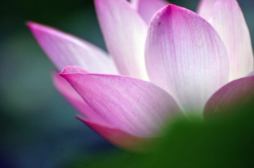 Obrazy na Szkle  Kwiat lotosu