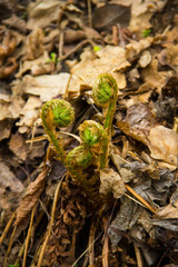 Sprouts of fern in forest