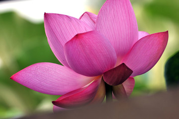 Blossom lotus flower