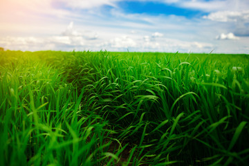 Green grass field and bright blue sky background