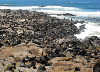 Fototapeta na wymiar Cape Fur Seals Cape Cross, Namibia