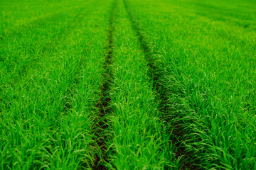 Close up of fresh thick grass with water drops in the early morning