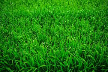 Close up of fresh thick grass with water drops in the early morning