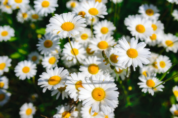 Selective focus daisy flowers - wild chamomile. Green grass and chamomiles in the nature