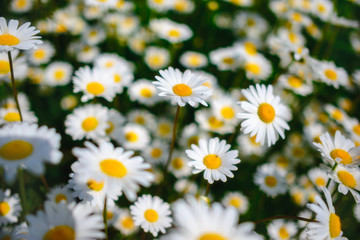 Selective focus daisy flowers - wild chamomile. Green grass and chamomiles in the nature
