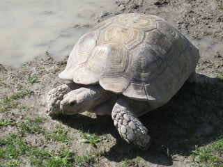 Obraz premium Tortue