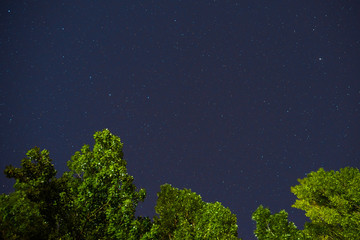 Fototapeta premium Blue dark night sky with many stars above field of trees.