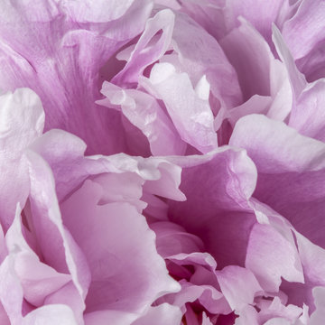 Smooth pink peony petals abstract texture