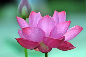 Blossom lotus flower