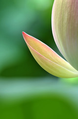 Fototapeta premium Blossom lotus flower