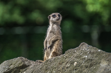 erdmännchen hält ausschau