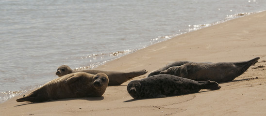 Grey Seal pups (Halichoerus grypus)  on beach at Wells-next-the-Sea, Norfolk