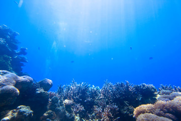 Naklejka na ściany i meble red sea underwater coral reef