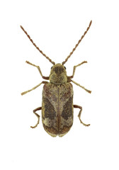 Death Watch Beetle Ptinomorphus on white Background - Ptinomorphus imperialis (Linnaeus 1767)