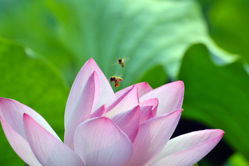 Blossom lotus flower