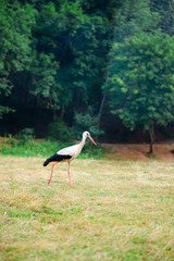 Obraz na płótnie Canvas White stork walking on a green meadow, hunting for food