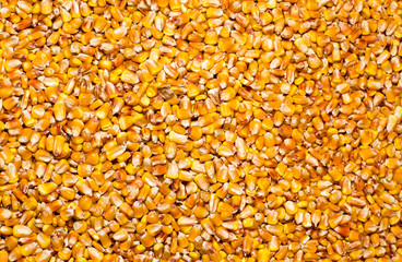 Corn seeds pile