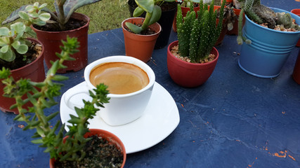 espresso coffee among cactus garden