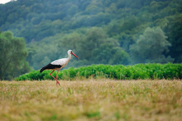 White stork walking on a green meadow, hunting for food