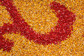 Colorful corn seeds