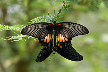 Obraz na płótnie Canvas Butterflies, Sentosa, Singapore