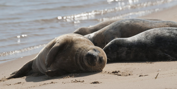 Grey Seal pups (Halichoerus grypus)  on beach at Wells-next-the-Sea, Norfolk