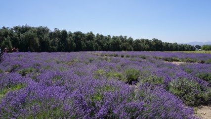 Naklejka na ściany i meble California Lavender field