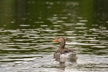 Graugänse im See