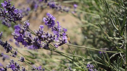 California Lavender field