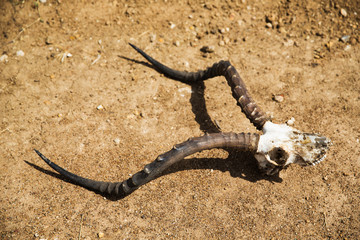 impala antelope skull with horns on ground