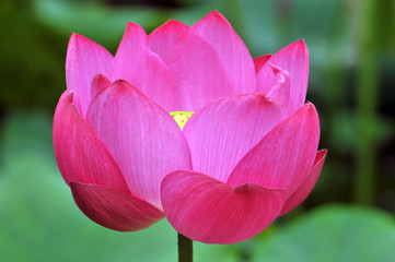 Blossom lotus flower