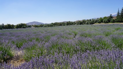 Obraz na płótnie Canvas California Lavender field