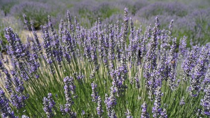 Fototapeta premium California Lavender field