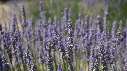 California Lavender field