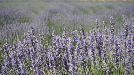 California Lavender field