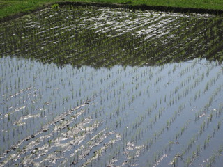 水田