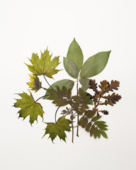 Dried leaves of maple, oak, cherry, ash on white