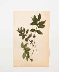 Herbarium of dried branches of raspberry at the old sheet of paper