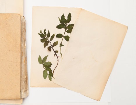 Herbarium of dried branches of raspberry